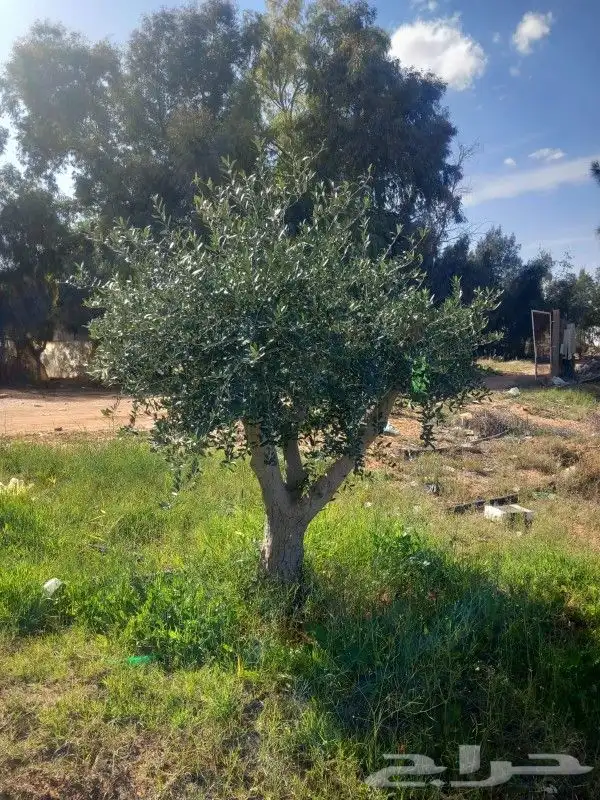 زيتون معمر 4