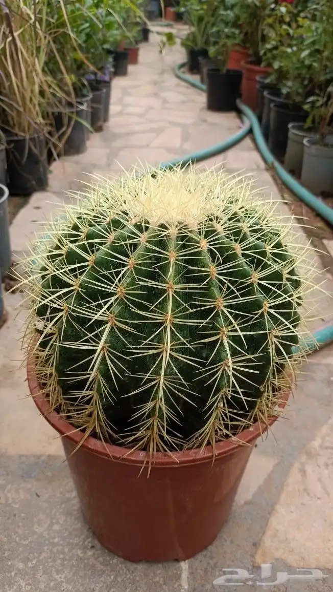 تنسيق حدائق 4