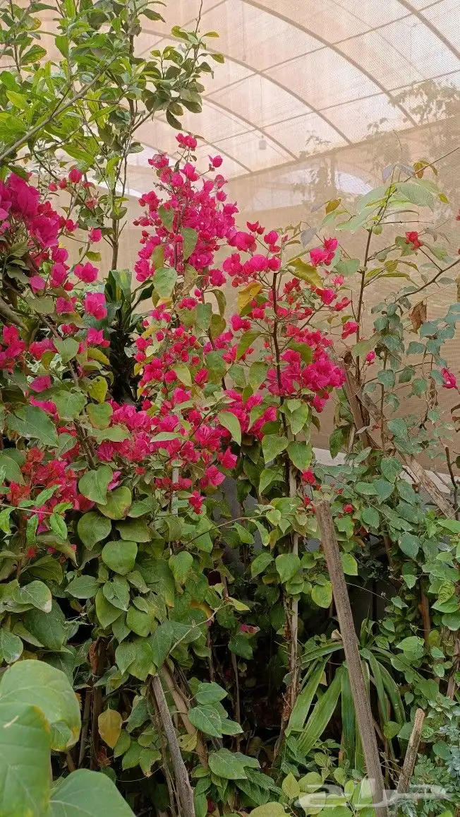 تنسيق حدائق 2