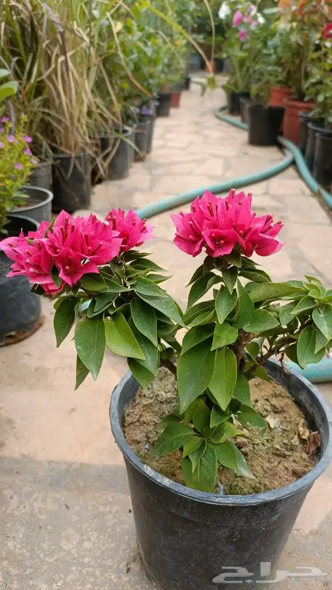 تنسيق حدائق 6