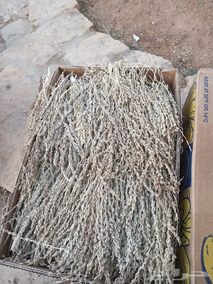لقاح نخيل بار جديد 1