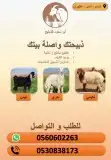 ذبيح بأسعار مناسبة 1