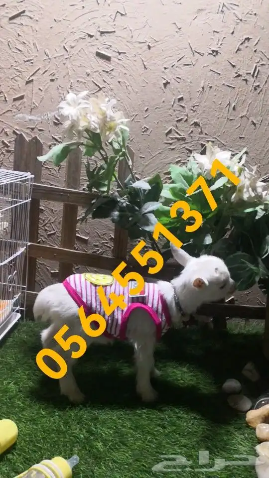 ماعز قزم متدرب مع ملحقاته 1