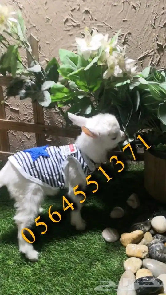 ماعز قزم متدرب مع ملحقاته 0