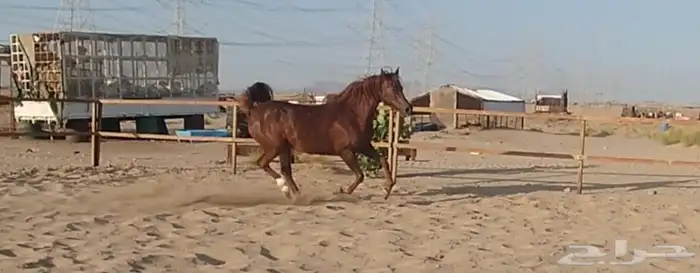 فرس لقاح ثقيل للبيع 4