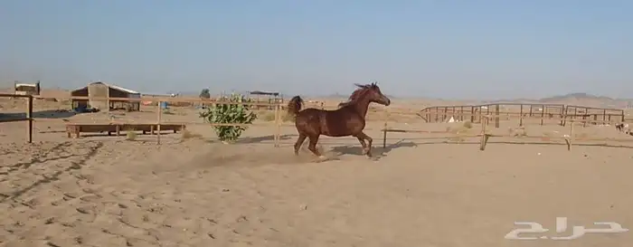 فرس لقاح ثقيل للبيع 3