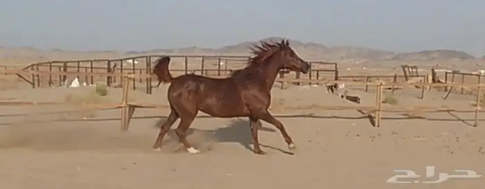 فرس لقاح ثقيل للبيع 1