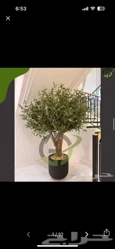 اشجار زيتون صناعي 1