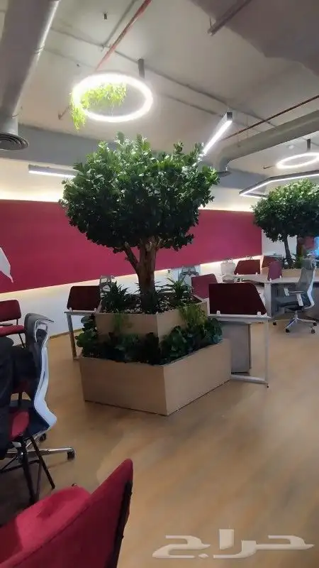 اشجار زيتون صناعي 2