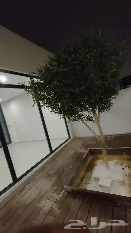 اشجار زيتون صناعي 0