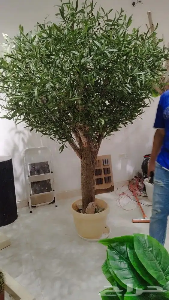 اشجار زيتون صناعي 9