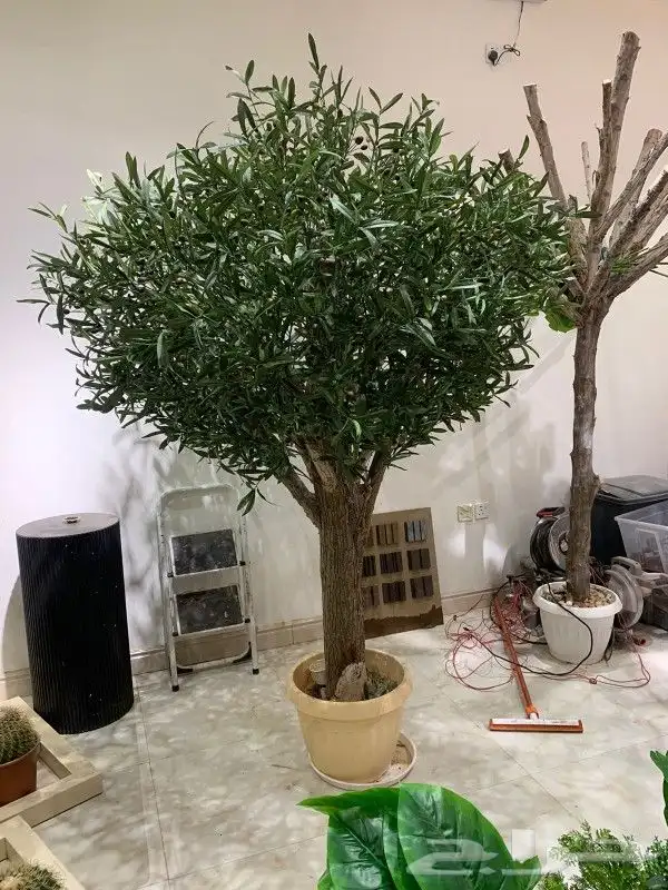 اشجار زيتون صناعي 8