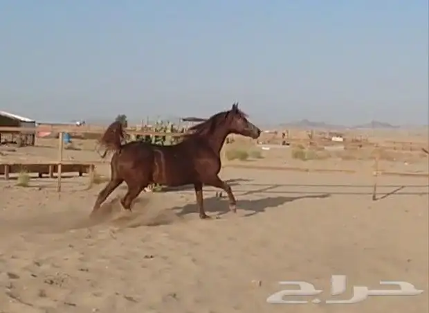 فرس لقاح ثقيل للبيع 2
