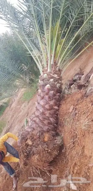 نخيل للبيع 0