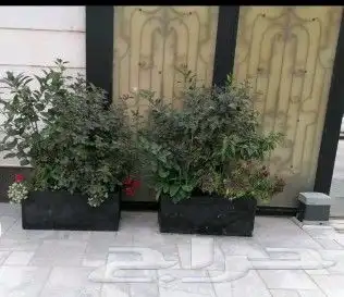 زراعه طبيعيه 5