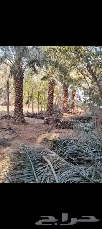 نخيل للبيع 2
