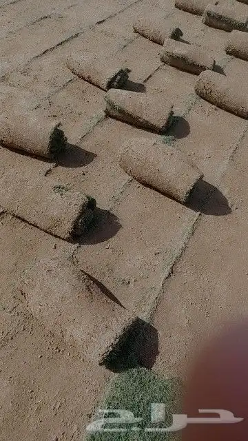 نجيلا طبيعي 2