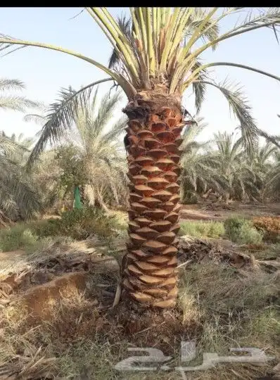 نخيل للبيع 3