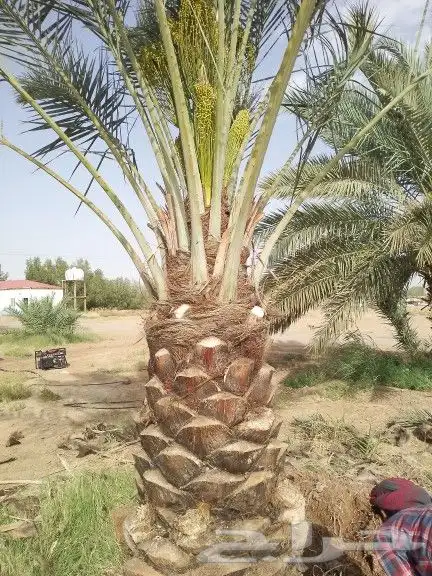 نخيل للبيع 7