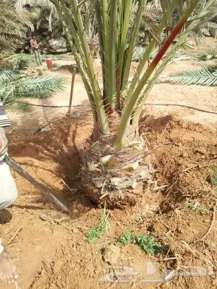 نخيل للبيع 8