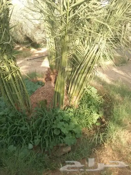 نخيل للبيع 9