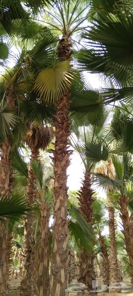 يوجد لدي نخل وشنطني زينة للبيع جميع انواع المقسات 2