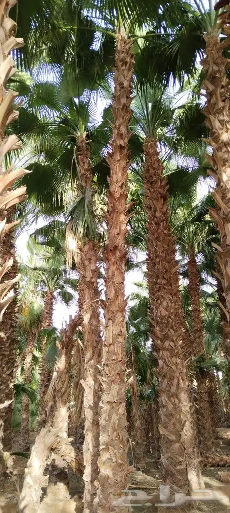 يوجد لدي نخل وشنطني زينة للبيع جميع انواع المقسات 4
