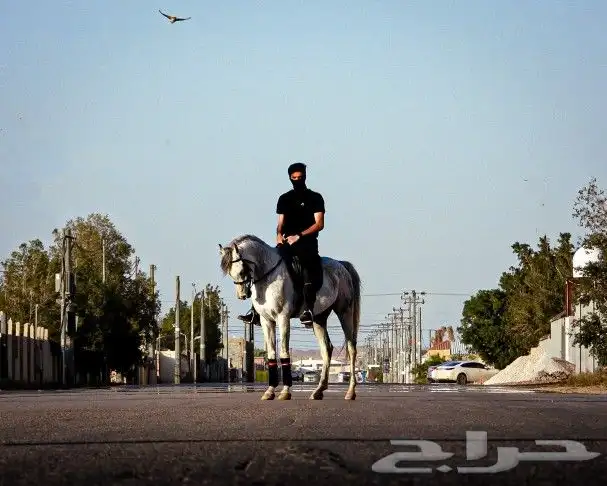 مصور فوتوقرافي محترف 26