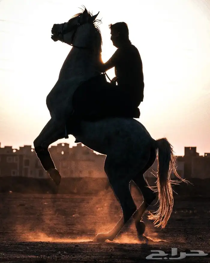 مصور فوتوقرافي محترف 25