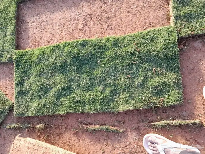 ثيل سي الفين 0