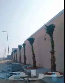 نخل واشنطونيا للبيع نخل مضمون على الشرط 8