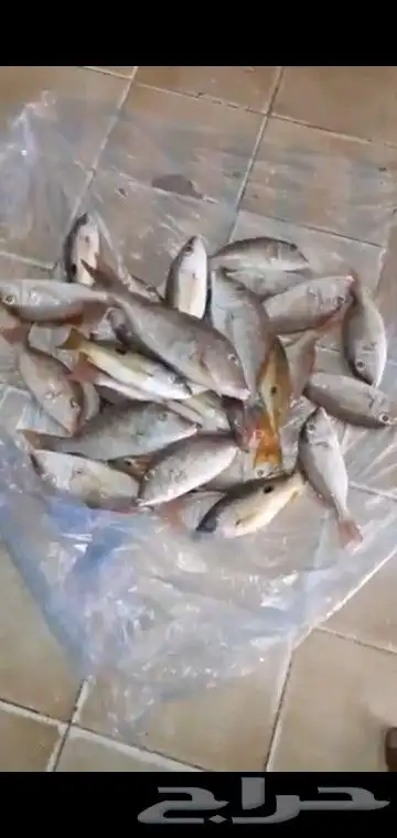 مرس الفناتير الجنوبي 8