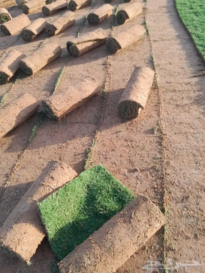 ثيل سي الفين 1