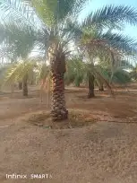 نقوم بتوريد انخيل الوشنطني والعربي مقسات حلوه وزراعتها في 10