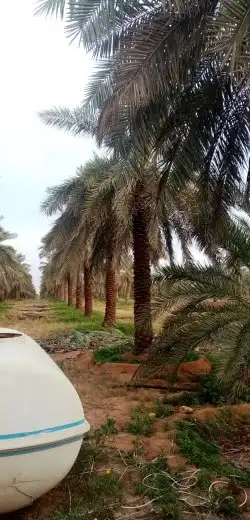 نقوم بتوريد انخيل الوشنطني والعربي مقسات حلوه وزراعتها في 8