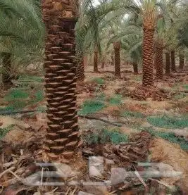 نقوم بتوريد انخيل الوشنطني والعربي مقسات حلوه وزراعتها في 0