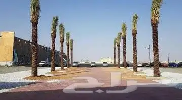 مقاول توريد وزراعة نخيل وتركيب شبوك بالرياض بأفضل الأسعار 9