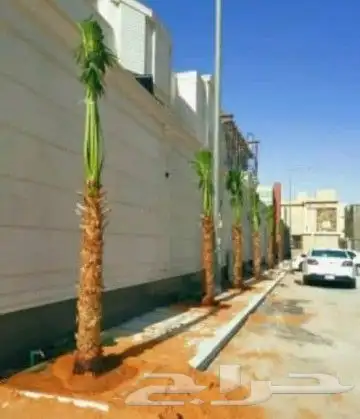 نقوم بتوريد انخيل الوشنطني والعربي مقسات حلوه وزراعتها في 3