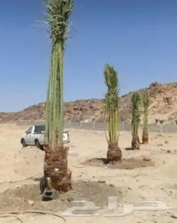 نقوم بتوريد انخيل الوشنطني والعربي مقسات حلوه وزراعتها في 4