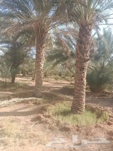 نقوم بتوريد انخيل الوشنطني والعربي مقسات حلوه وزراعتها في 9
