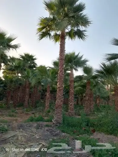 اجود انواع النخل الواشنطني 6