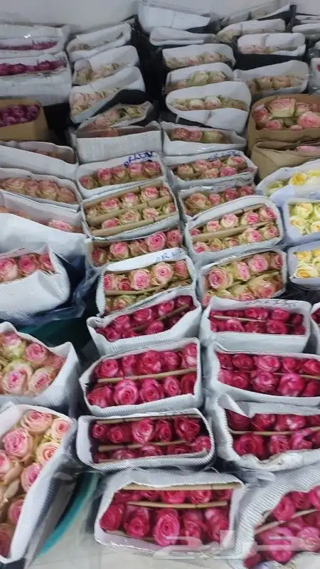 ورد طبيعي بالسعر الجمله الربطه ب 30 فيه 10 وردات عرض لفتر 0