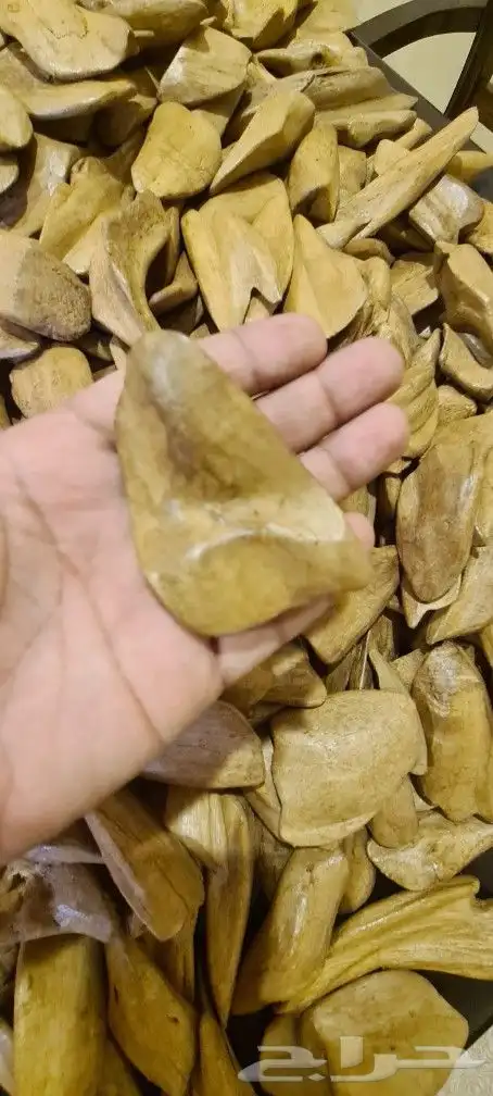 عود مروكي طبيعي أقل من سوبر التصنيف (عرض رمضان) 2