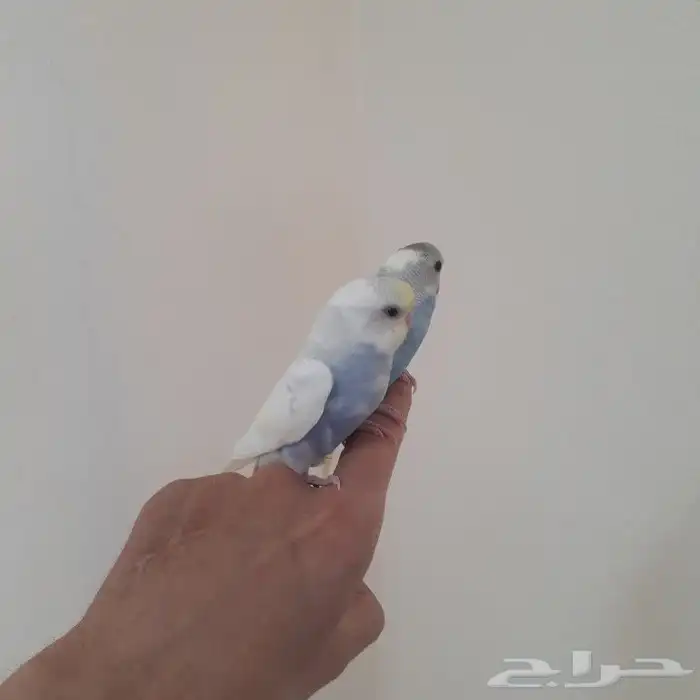 طيور بادجي اليفه( تم البيع ) 1