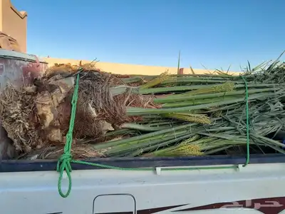 يوجد لدين جميع انواع انخيل 6