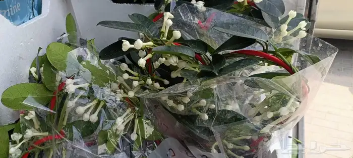 تنسيق حدائق وزراعة الثيل وتركيب شبكات الري 0