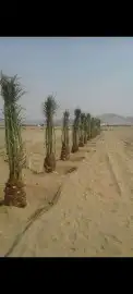 يوجد لدين جميع انواع انخيل 2