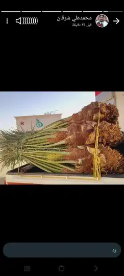 يوجد لدين جميع انواع انخيل 4