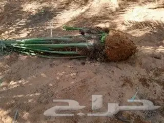 يوجد لدين جميع انواع انخيل 5