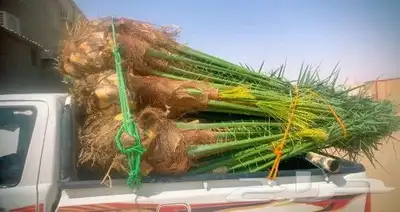 يوجد لدين جميع انواع انخيل 0